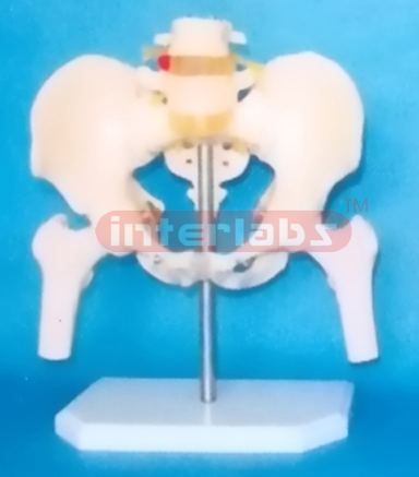 MALE PELVIS WITH 2 LUMBARS & FEMUR  HEADS ON BASE